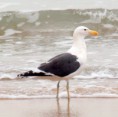 /album/photogallery/kelp-gull-on-tanji-beach-jpg/